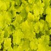 Heuchera Lemon